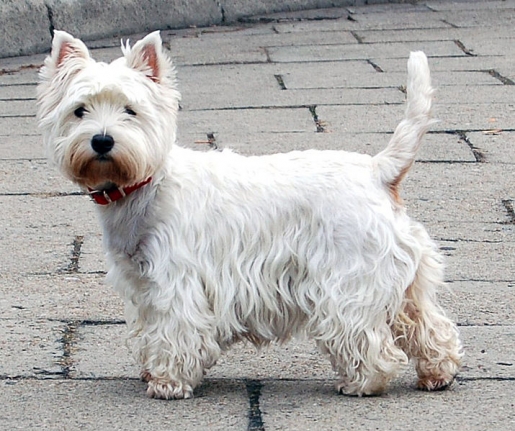 http://www.eastgbg.se/framtass/hundar/West%20Highland%20White%20Terrier.jpg