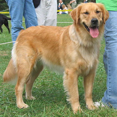 golden retriver