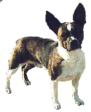 american tunnel terrier