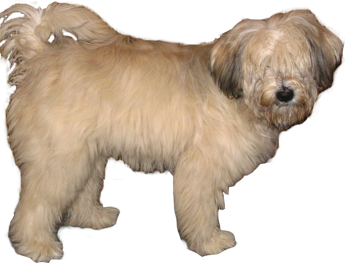Tibetansk terrier