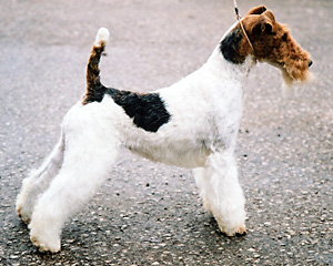 Strävhårig foxterrier