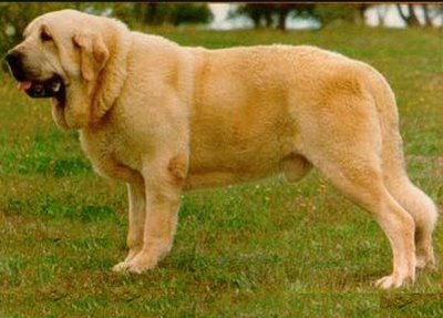 Spansk mastiff