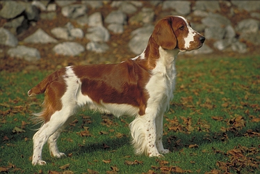 Welsh-springer-spaniel