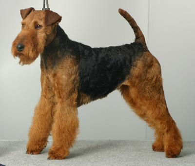 Welshterrier